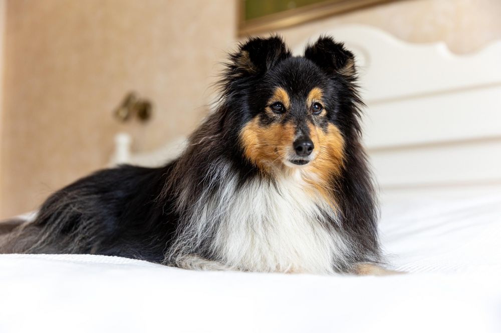 Hundetrening som gir en trygg og harmonisk familiehund